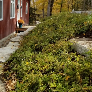 walkway_with_bushes