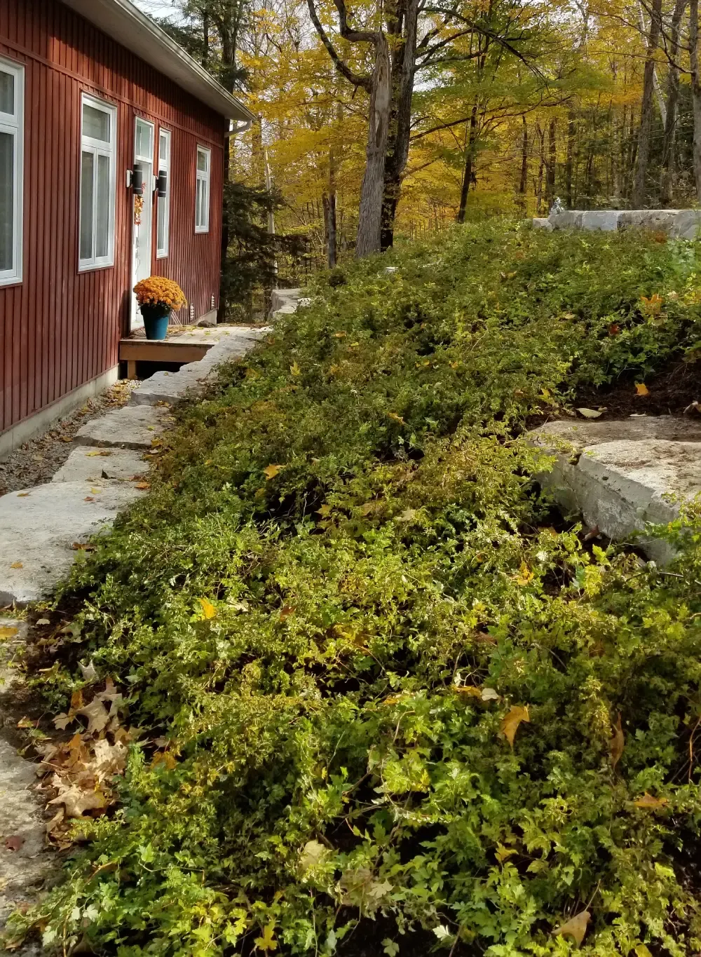 Bushes and Walkway