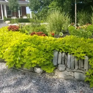 bush_with_stone